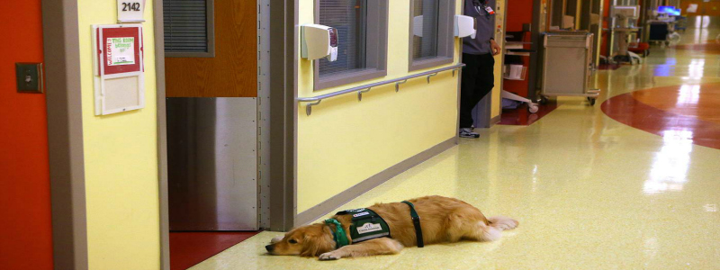 123115_therapy_dog_cc4_1iwy7mv-mr_gbrqivf Children
