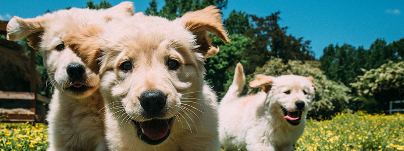 contact-subheader Our Dogs