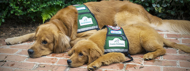 programs-subheader K-9 Kids Reading Program
