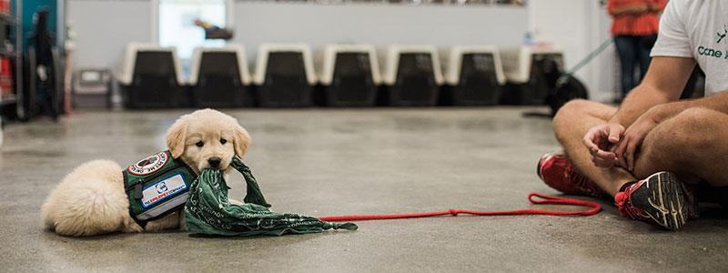 sponsorships-subheader Puppy Sponsorship
